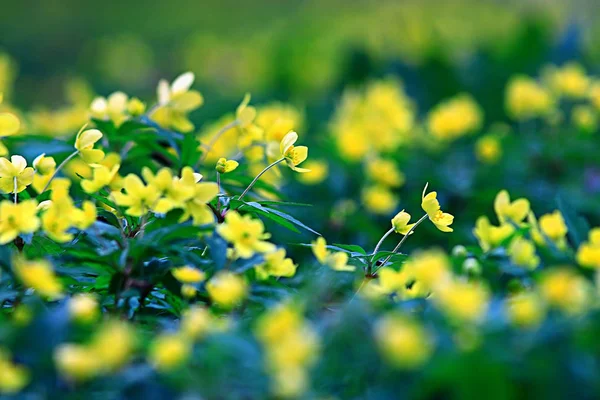 Buttercups Flores Fondo Fondo Abstracto Estacional Primavera Verano Flor Naturaleza —  Fotos de Stock