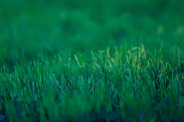 Зелена Трава Фон Абстрактний Фон Природа Свіжа Зелена Рослинність Поле — стокове фото