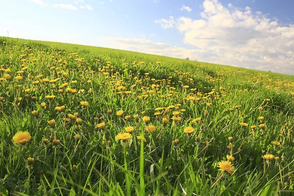 Dandelions Field City Abstract Summer Landscape Field Yellow Flowers Suburbs — Stock Photo, Image