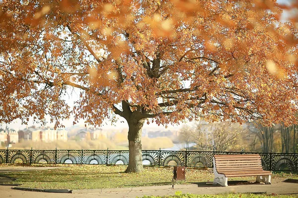 Autumn Landscape Park Seasonal Yellow Landscape Sunny Park Fallen Leaves — Stock Photo, Image