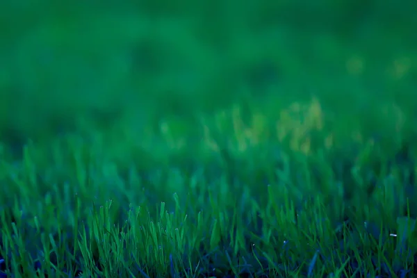 Fundo Grama Verde Fundo Abstrato Natureza Vegetação Verde Fresca Campo — Fotografia de Stock