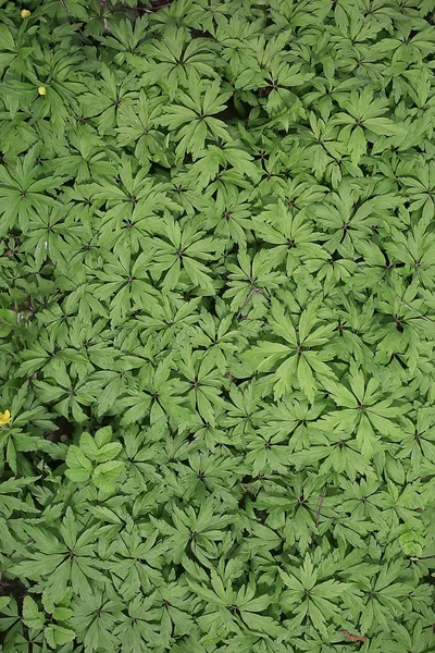 Grünes Gras Blätter Von Oben Ansicht Wildes Feld Sommer Dschungel — Stockfoto