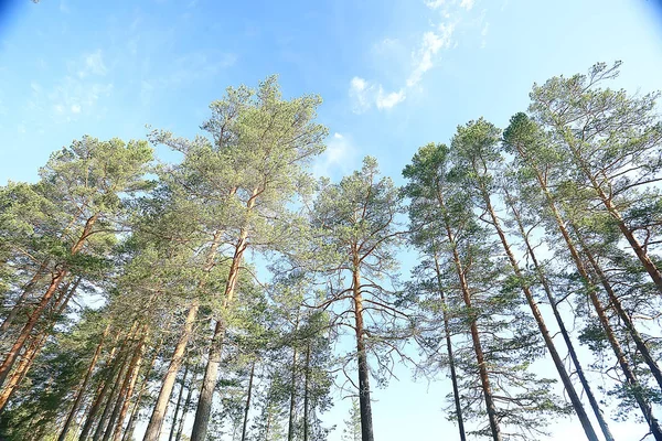 Sommarpark Landskap Säsongs Utsikt Gröna Träd Sommaren Koncept Natur Promenad — Stockfoto