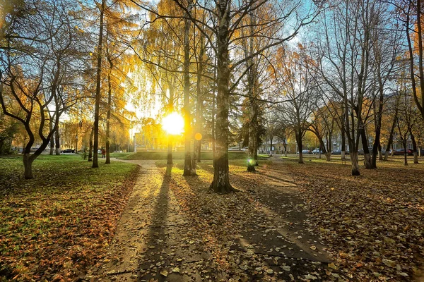 秋の木々の枝を見上げる 抽象的な背景 秋の風景 空の木々の黄色い葉 — ストック写真