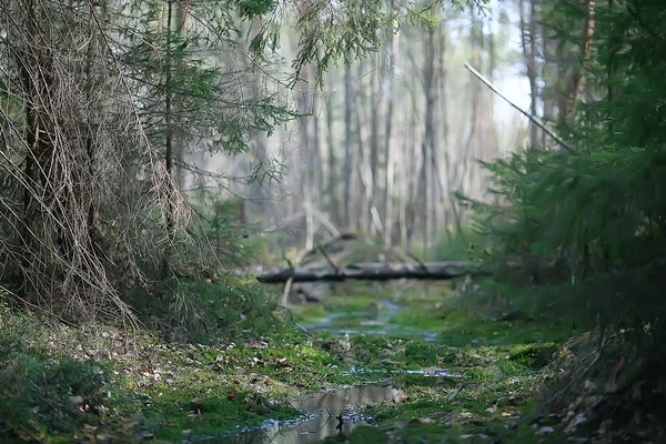 Paisagem Parque Verão Vista Sazonal Árvores Verdes Verão Conceito Natureza — Fotografia de Stock