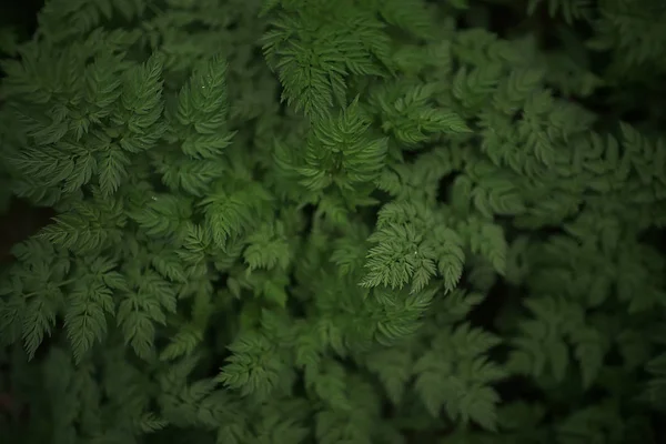 绿草叶顶景野田 夏季丛林 林草抽象视图 — 图库照片