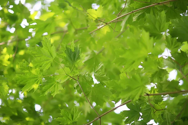 Green Branches Leaves Background Abstract View Seasonal Summer Forest Foliage — Stock Photo, Image