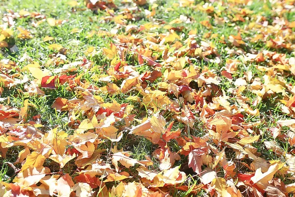 落ちた黄色の葉の背景 抽象的な季節の平野黄色の葉の背景公園 — ストック写真