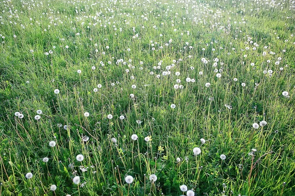 White Dandelion Field Fluff Flies Dandelion Seeds Summer Wild Flowers — Stock Photo, Image