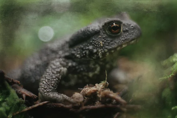 Βάτραχος Στο Δάσος Μακρο Αμφίβιο Ερπετό Στο Δάσος Άγρια Ζώα — Φωτογραφία Αρχείου