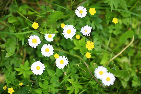 Wild Wilde Bloemen Veld Natuur Landschap Abstracte Achtergrond Weergave Zomer — Stockfoto