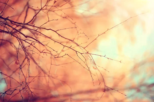 黄叶散景季节背景 美丽的秋叶黄枝抽象背景 叶秋叶概念 — 图库照片