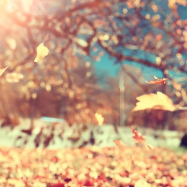 Žluté Listy Bokeh Sezónní Zázemí Krásný Podzim Zanechává Žluté Větve — Stock fotografie