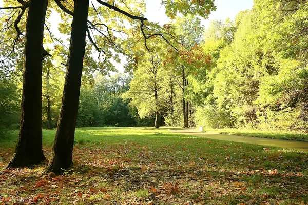 Summer Forest Landscape Selective Focus — Stock Photo, Image