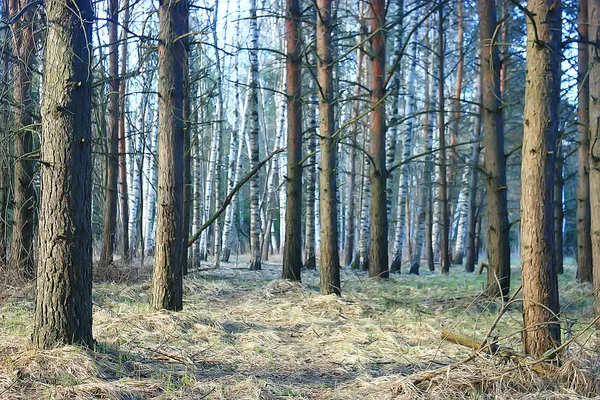 秋の木々の枝を見上げる 抽象的な背景 秋の風景 空の木々の黄色い葉 — ストック写真