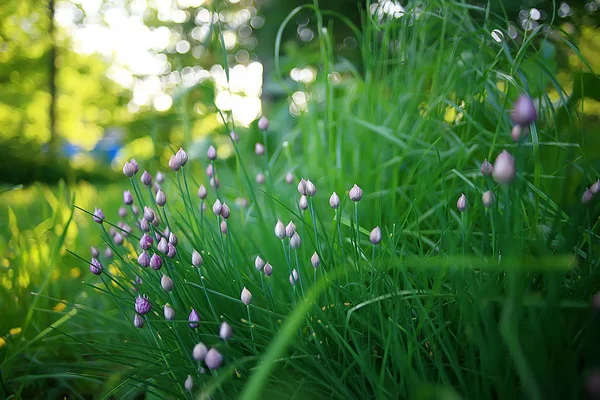 野生の野生の花畑 自然景観 抽象的な背景ビュー夏の花詳細花 — ストック写真