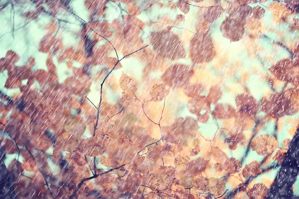 秋雨背景滴 抽象秋季景观在雨天 季节性景观在公园 — 图库照片