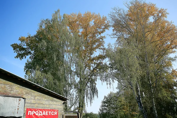 Äste Von Herbstbäumen Abstrakter Hintergrund Herbstlandschaft Gelbe Blätter Bäumen Himmel — Stockfoto