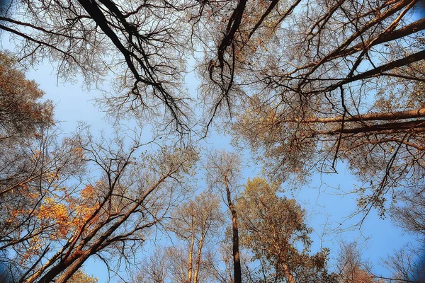 Outono Paisagem Parque Paisagem Amarela Sazonal Parque Ensolarado Com Folhas — Fotografia de Stock