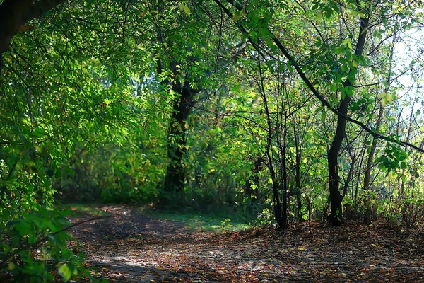 绿叶背景 抽象视图季节性夏季森林 树叶绿色 生态概念 — 图库照片