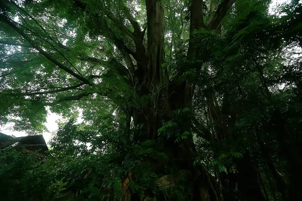 Tropical Green Leaves Background Abstract Nature Selva Rainforest Background — Fotografia de Stock