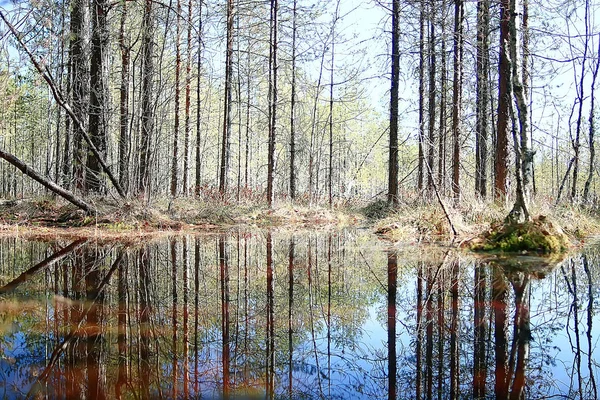 Spring Forest Landscape Säsong Grön Bakgrund Träd Skogen Färska Våren — Stockfoto