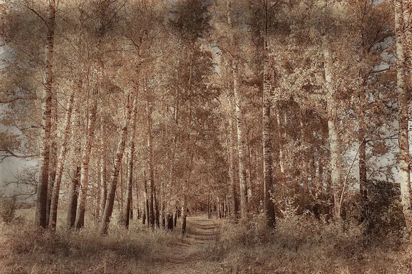 Bela Paisagem Parque Outono Floresta Árvores Folhagem Amarela Paisagem Outono — Fotografia de Stock