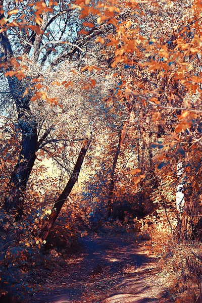 Beautiful Autumn Park Landscape Forest Trees Yellow Foliage Autumn Landscape — Stock Photo, Image