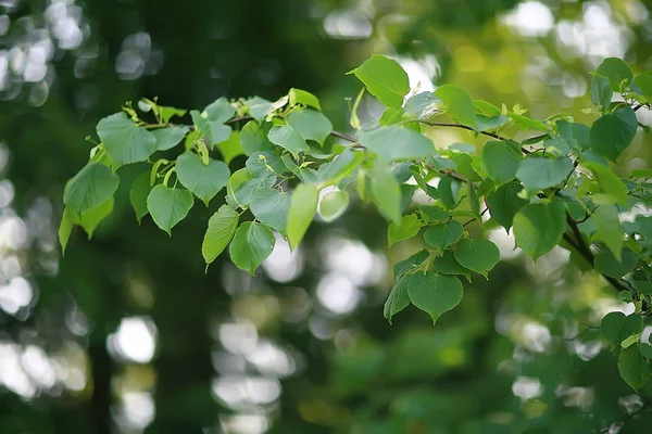 Rami Verdi Foglie Fondo Astratto Vista Stagionale Estate Foresta Fogliame — Foto Stock