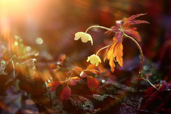 景景花场突出魔术 景观野花抽象自然背景在日落宏 — 图库照片