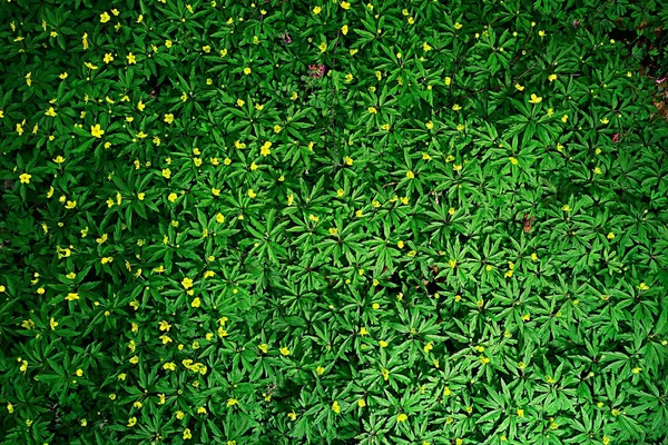 Divoké Květiny Nejvyšší Pohled Pozadí Abstraktní Sezónní Zázemí Letní Malé — Stock fotografie
