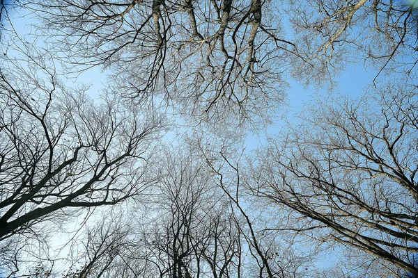 枝秋のトップ背景 抽象的な季節の空の背景 — ストック写真