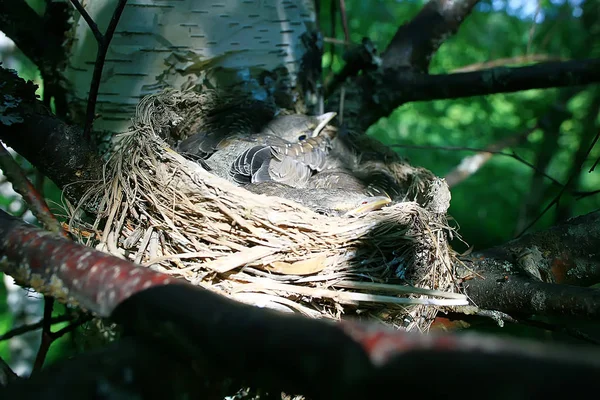 Nest Mit Drossel Drossel Wildtiere Küken Nest Kleine Vögel Kinder — Stockfoto