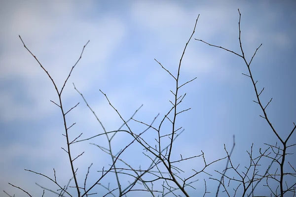 Höst Grenar Utan Löv Bakgrund Abstrakt Säsongsbetonad Natur Bakgrund Kala — Stockfoto