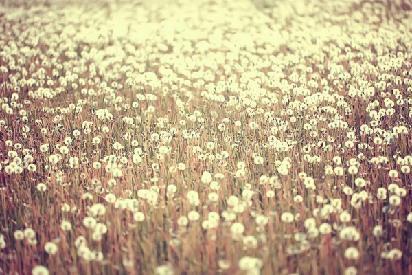 白いタンポポ畑 ふわふわハエ タンポポの種 野生の花畑 風景の季節の自然 — ストック写真
