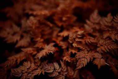 sarı çim doğa üzerinde manzara vahşi alan Hint yaz / manzara sonbahar görünümü üst görünüm bırakır