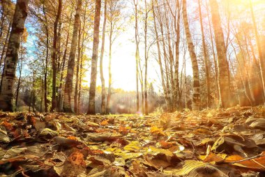 sarı bir parkta sonbahar parkı güneş manzara / mevsimlik sonbahar manzara, Ekim ayında gün batımında güneş ışınları