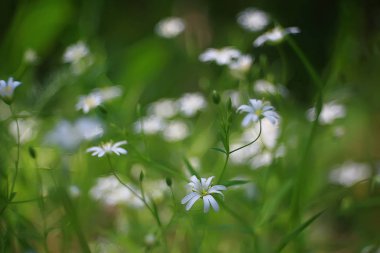 kır çiçekleri alan / doğa manzara, soyut arka plan görünümü yaz çiçekleri ayrıntıları çiçek