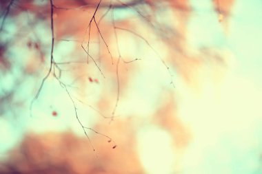 sarı yapraklar bokeh mevsimsel arka plan / güzel sonbahar yaprakları sarı dalları soyut arka plan, yaprak sonbahar kavramı