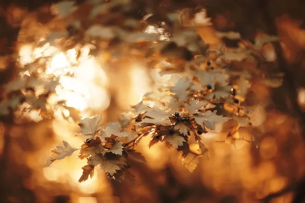 美しい秋の公園の風景 黄色い葉の木 秋の風景 葉の秋 — ストック写真