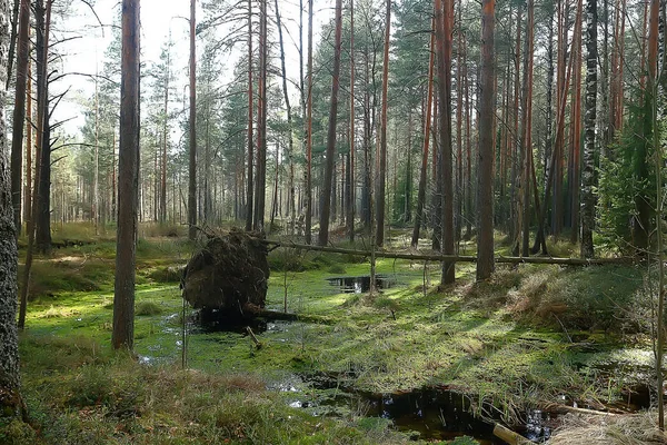 Lente Bos Landschap Seizoensgebonden Groene Achtergrond Bomen Het Bos Frisse — Stockfoto
