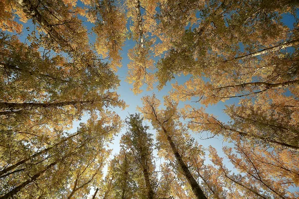 landscape in the autumn park / concept nature seasonal landscape season, autumn, forest, trees Indian summer