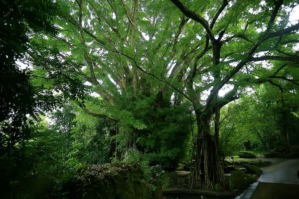 Paisagem Floresta Verão Árvores Verdes Vista Verão Caminhadas Floresta Dia — Fotografia de Stock