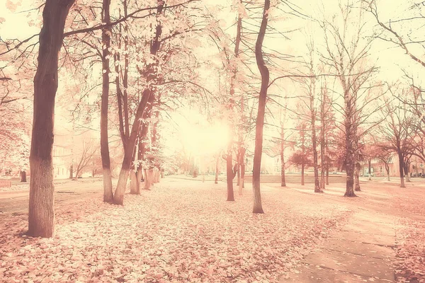 Verschwommen Herbst Hintergrund Park Gelbe Tapete Herbst Wald Konzept Der — Stockfoto