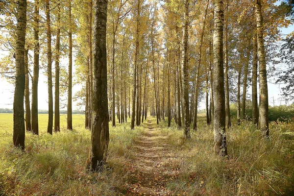 Lever Des Branches Arbres Automne Fond Abstrait Paysage Automne Feuilles — Photo