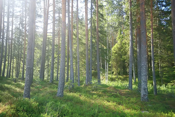 Paysage Dans Forêt Été Arbres Verts Vue Été Randonnée Dans — Photo