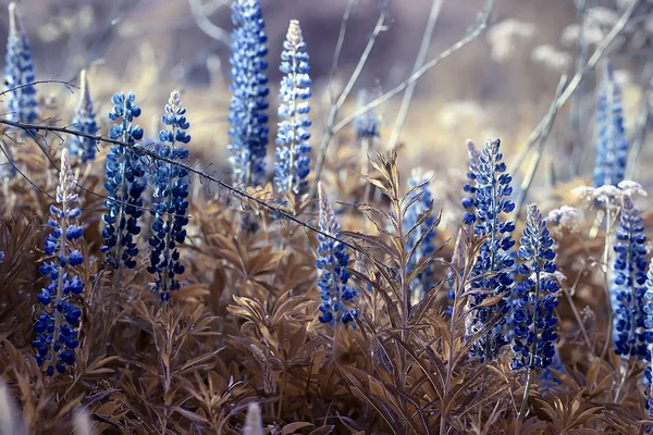 Lupinen Feld Sommerblumen Lila Wildblumen Natur Landschaft Auf Dem Feld — Stockfoto