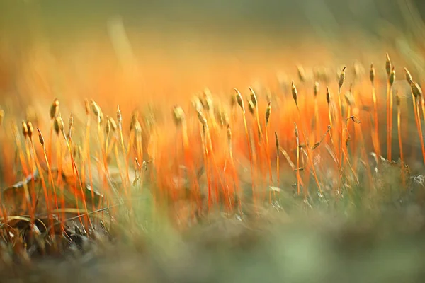 Macro Muschio Paesaggio Verde Astratto Vista Naturale Foresta Estiva Muschio — Foto Stock