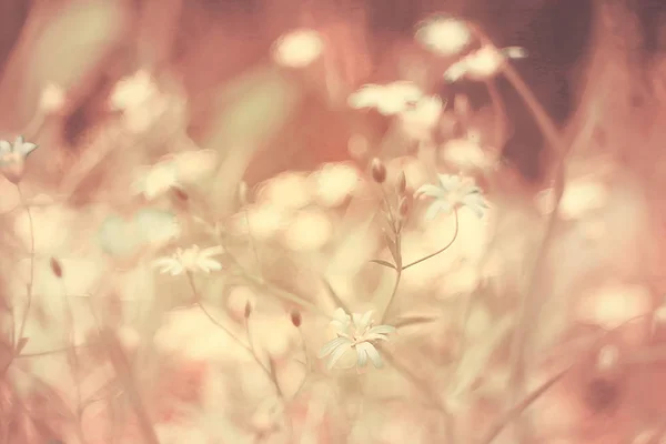 wild wildflowers field / nature landscape, abstract background view summer flowers details flower