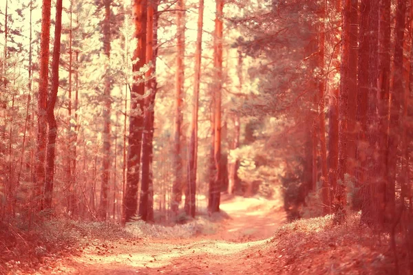 Landschap Herfst Park Concept Natuur Seizoensgebonden Landschap Seizoen Herfst Bos — Stockfoto